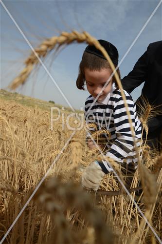 קציר חיטים