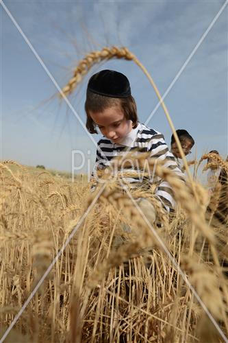 קציר חיטים