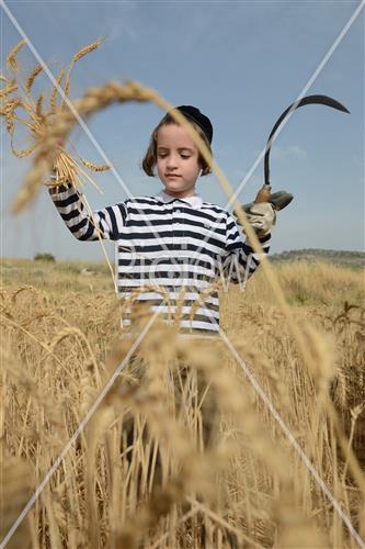 קציר חיטים