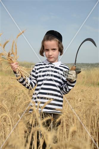 Wheat Harvest