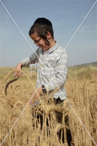 קציר חיטים