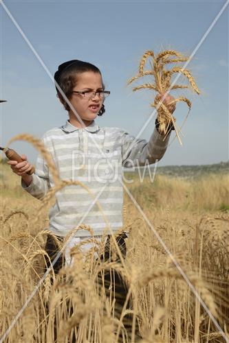 קציר חיטים