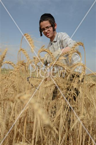 Wheat Harvest