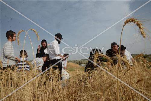 קציר חיטים