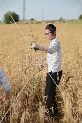 קציר חיטים