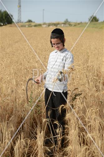 קציר חיטים