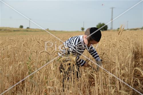 קציר חיטים