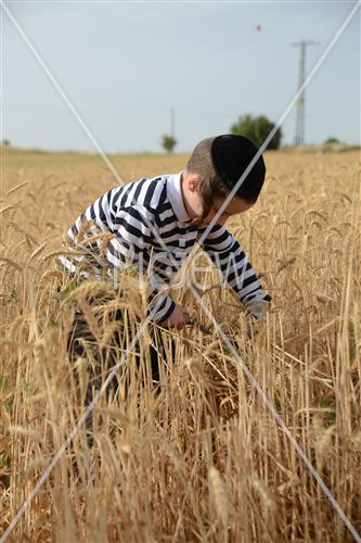 קציר חיטים