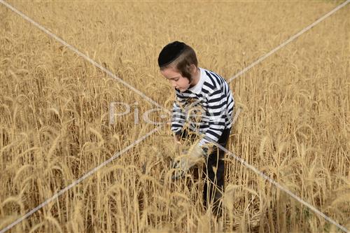 קציר חיטים