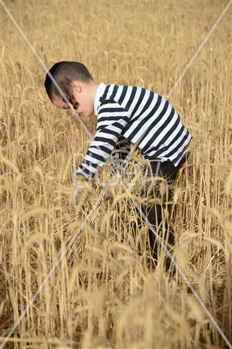 Wheat Harvest