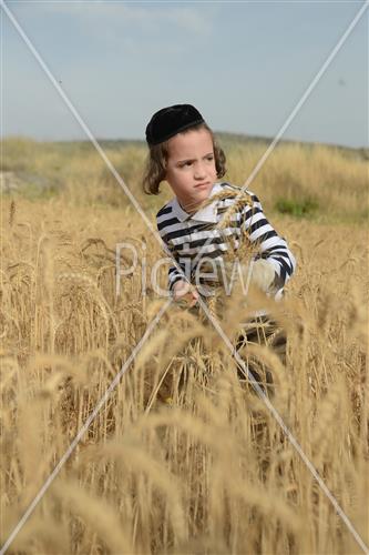 Wheat Harvest