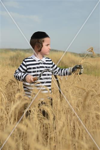 Wheat Harvest