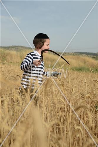 Wheat Harvest