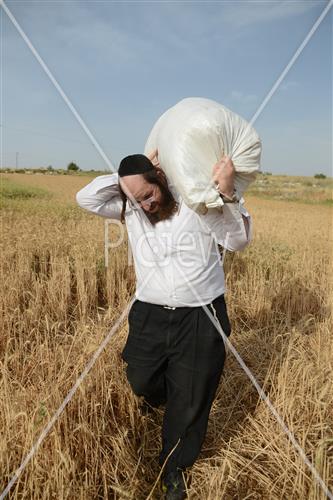 Wheat Harvest