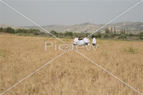 קציר חיטים