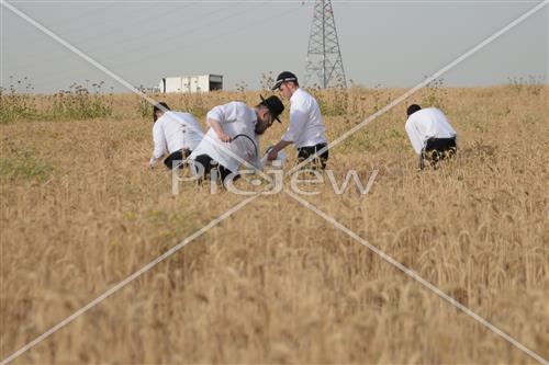 קציר חיטים