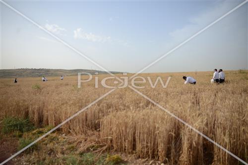 Wheat Harvest