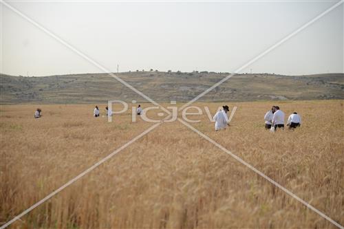 קציר חיטים