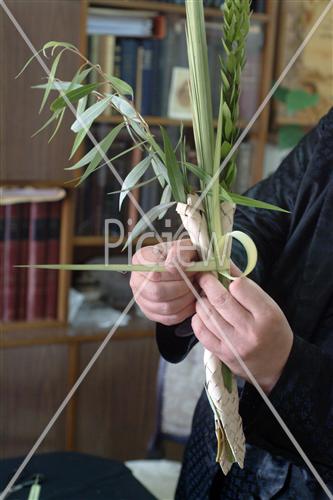 ארבעת המינים