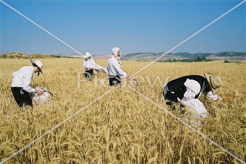 קצירת חטים