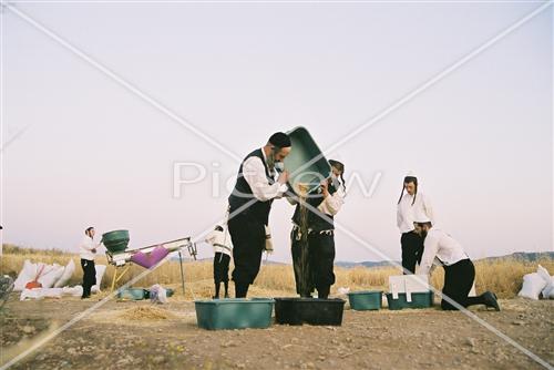 קצירת חטים