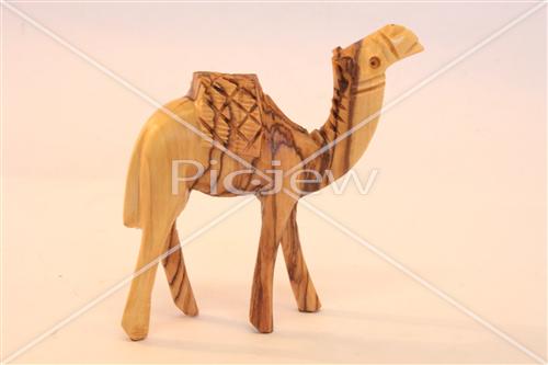 Camels