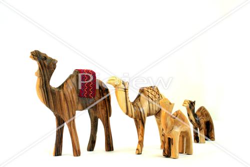 Camels