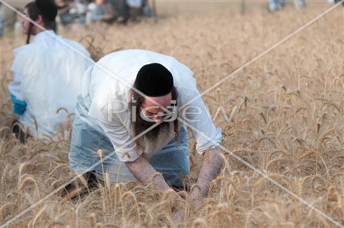 קציר חטים