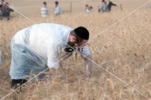 קציר חטים