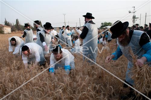 קציר חטים