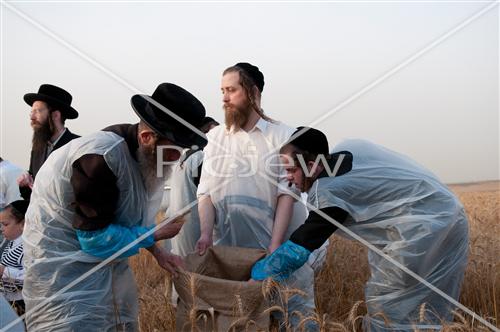 Wheat harvest