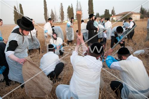 קציר חטים