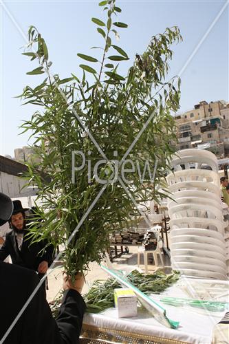 Sukkot