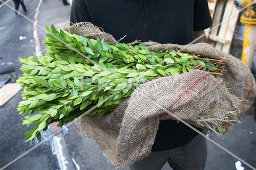 sukkot