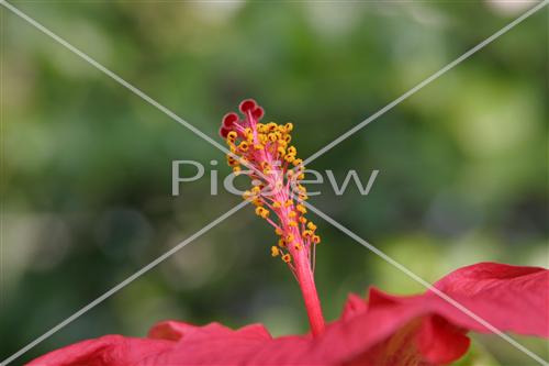 red flower