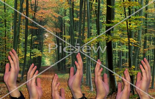 תפילה ביער