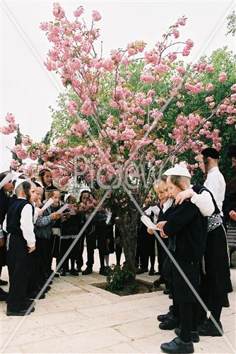 בירכת האילנות