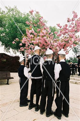 בירכת האילנות