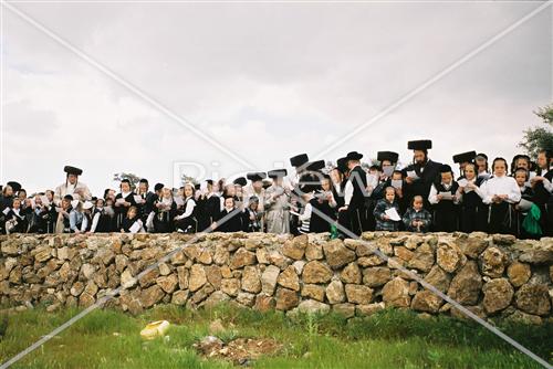 בירכת האילנות