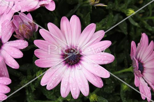 pink flower