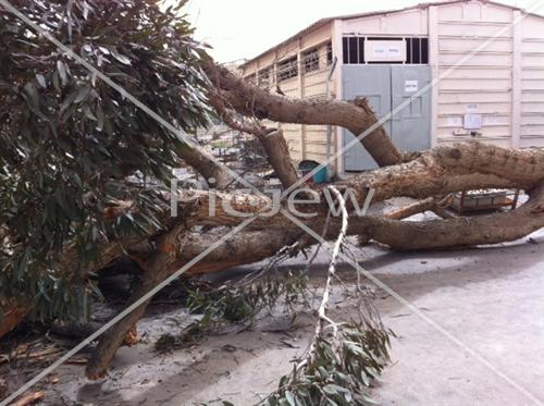 פגעי מזג האוויר:עץ קרס בבסיס בדרום