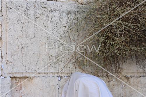 Wall