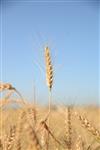 Israeli landscape