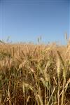 Israeli landscape