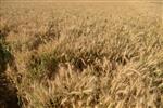 Israeli landscape