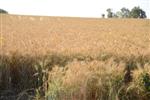 Israeli landscape