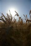 Israeli landscape