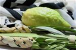 Sukkot Lulav and Etrog