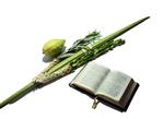 Sukkot Lulav and Etrog