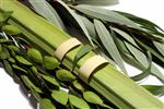 Sukkot Lulav and Etrog